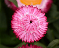 Paper Daisy Dreamtime Jumbo Rose (Bracteantha)
