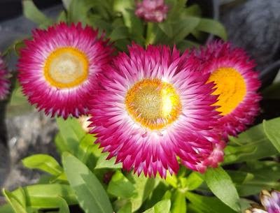 Paper Daisy Dreamtime Jumbo Rose (Bracteantha) - Ladybird Nursery