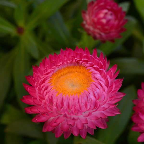 Paper Daisy Dreamtime Jumbo Rose (Bracteantha)