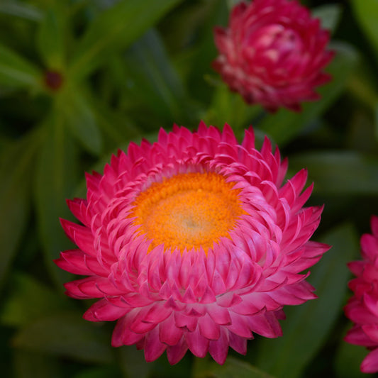 Paper Daisy Dreamtime Jumbo Rose (Bracteantha)