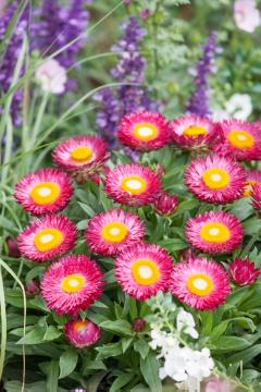 Paper Daisy Dreamtime Jumbo Rose (Bracteantha)