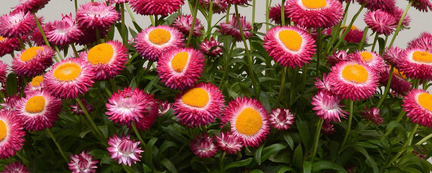 Paper Daisy Dreamtime Jumbo Rose (Bracteantha)