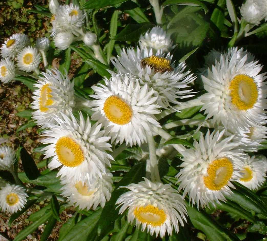 Paper Daisy Dreamtime Jumbo White (Bracteantha Dreamtime) - Ladybird Nursery