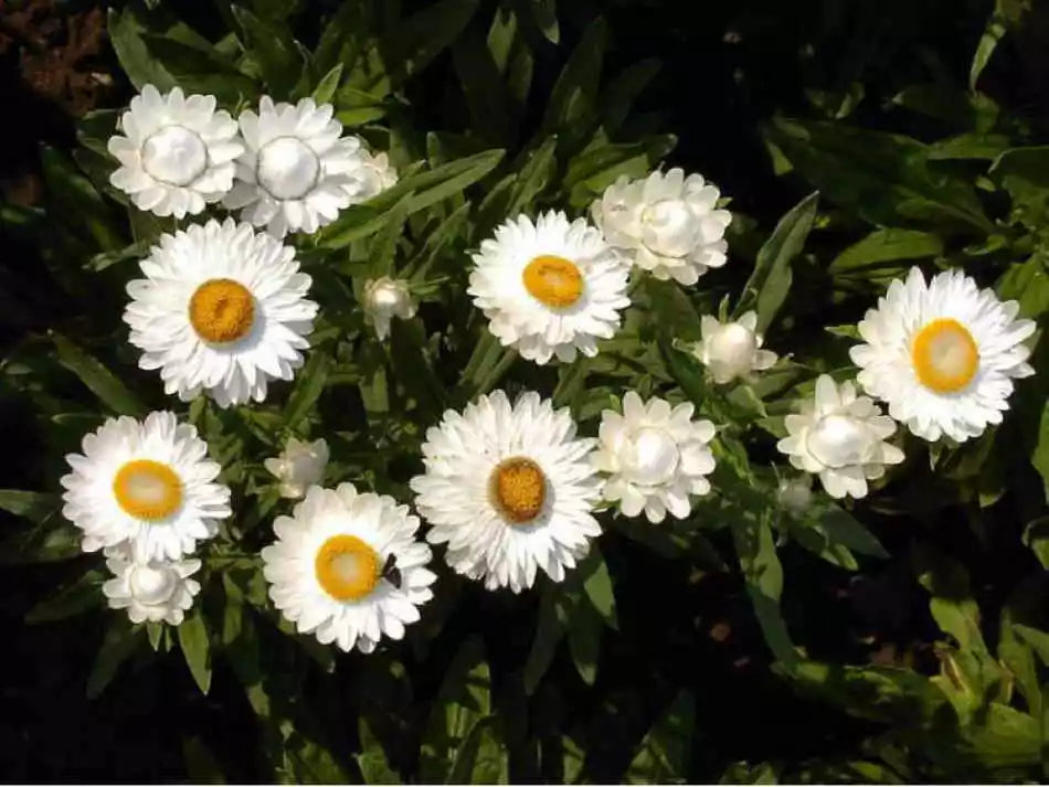 Paper Daisy Dreamtime Jumbo White (Bracteantha Dreamtime)