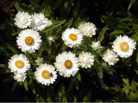 Paper Daisy Dreamtime Jumbo White (Bracteantha Dreamtime)
