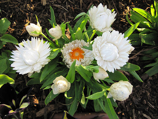 Paper Daisy Dreamtime Jumbo White (Bracteantha Dreamtime)