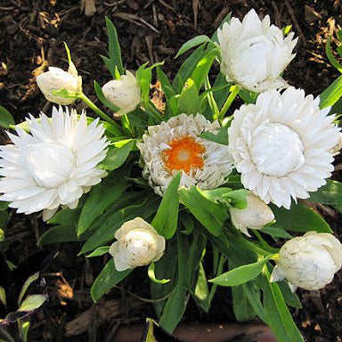Paper Daisy Dreamtime Jumbo White (Bracteantha Dreamtime) - Ladybird Nursery