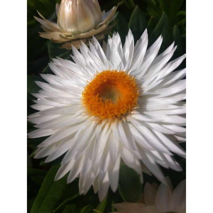 Paper Daisy Dreamtime Jumbo White (Bracteantha Dreamtime)