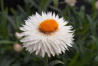 Paper Daisy Dreamtime Jumbo White (Bracteantha Dreamtime)