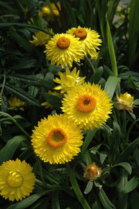 Paper Daisy Dreamtime Jumbo Yellow (Bracteantha Dreamtime) - Ladybird Nursery