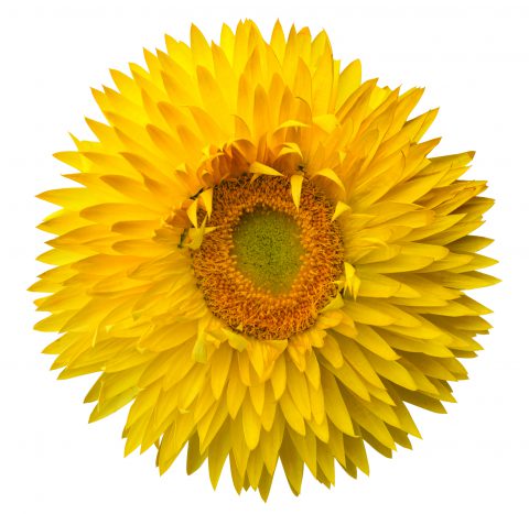 Paper Daisy Dreamtime Jumbo Yellow (Bracteantha Dreamtime)