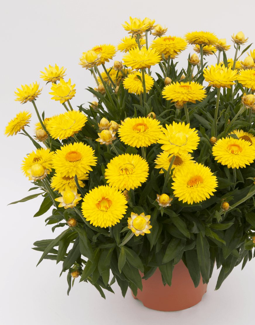 Paper Daisy Dreamtime Jumbo Yellow (Bracteantha Dreamtime)