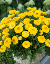 Paper Daisy Dreamtime Jumbo Yellow (Bracteantha Dreamtime)
