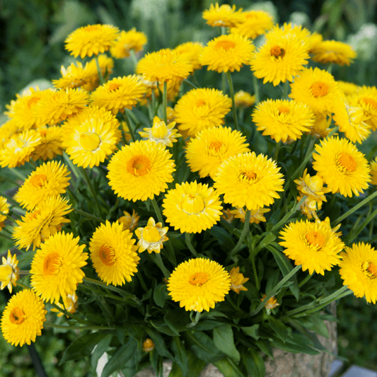 Paper Daisy Dreamtime Jumbo Yellow (Bracteantha Dreamtime) - Ladybird Nursery