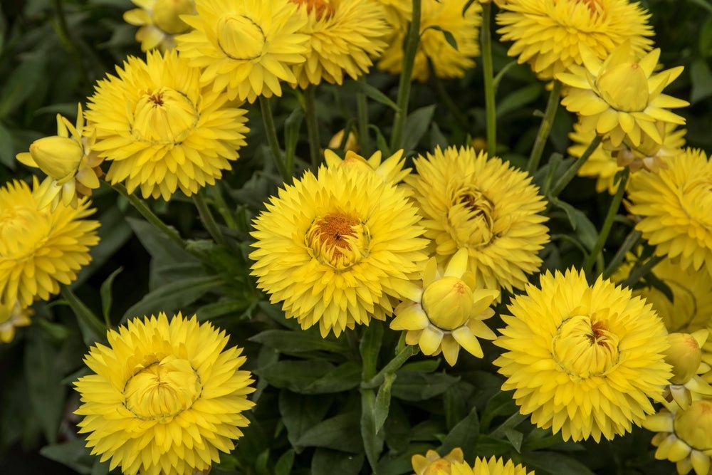 Paper Daisy 'Jumbo Yellow' (Bracteantha Dreamtime) - Ladybird Nursery