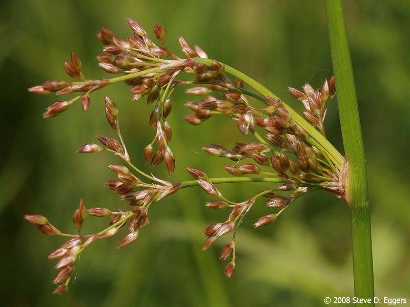 Soft Rush (Juncus effusus) - Ladybird Nursery