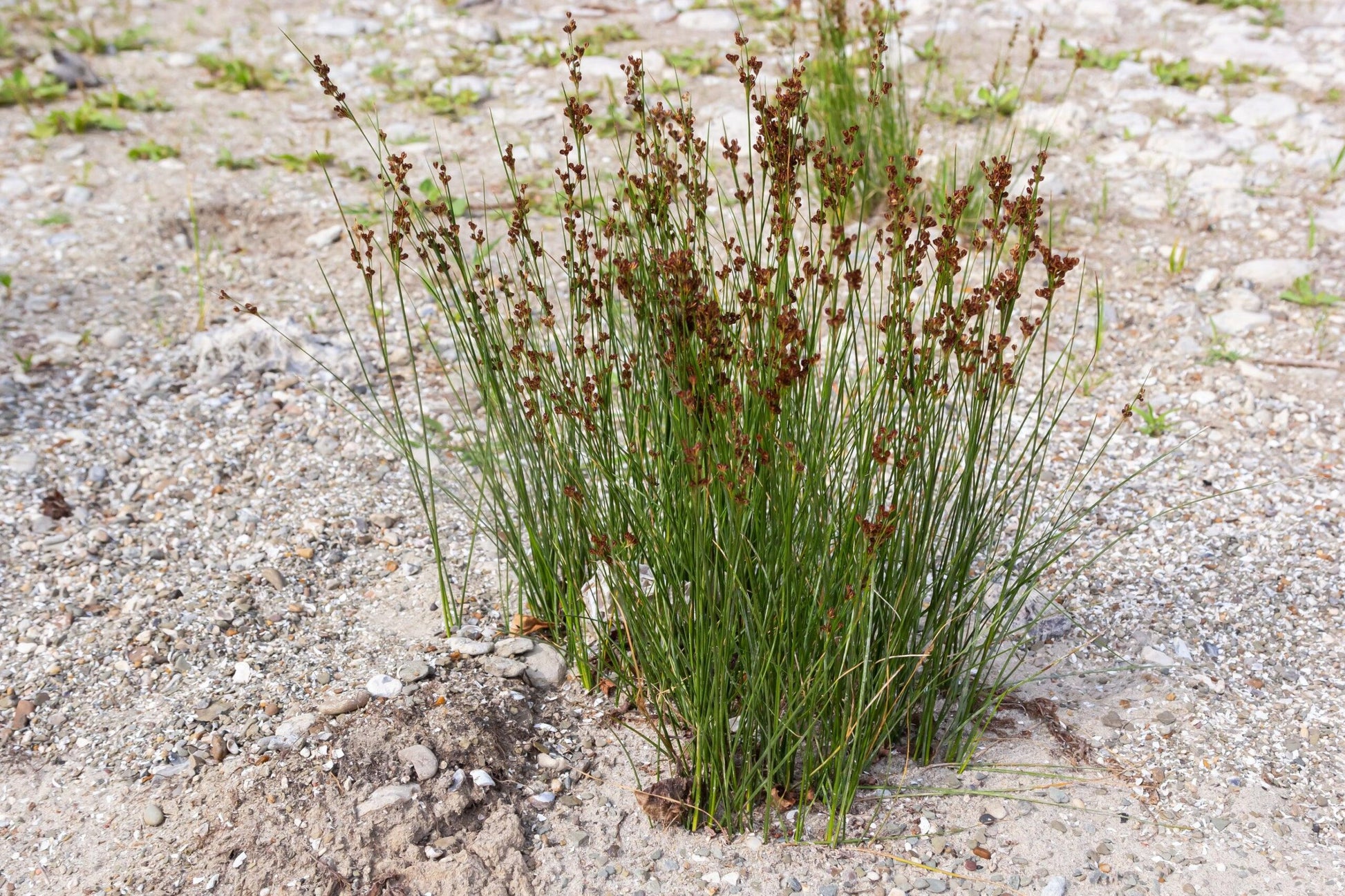 Common Rush (Juncus usitatus)