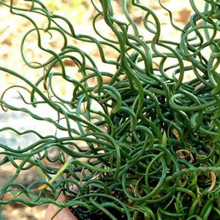Corkscrew Rush Spiralis (Juncus effusus) - Ladybird Nursery