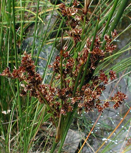 Common Rush (Juncus usitatus)