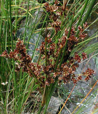 Common Rush (Juncus usitatus)