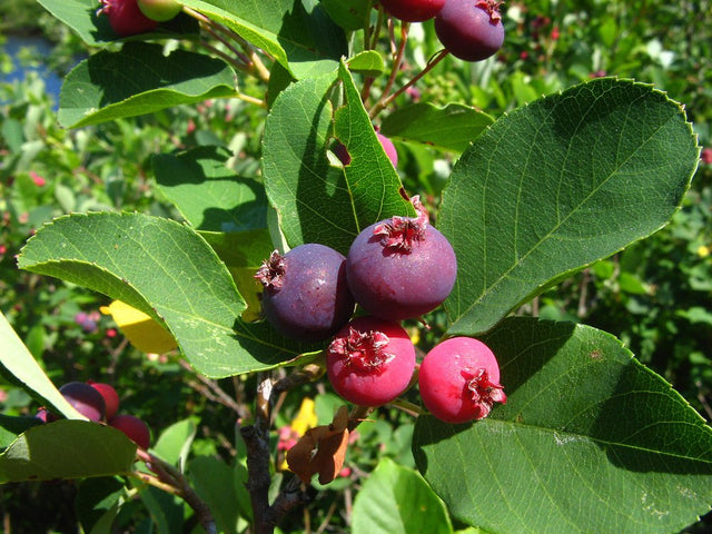 Juneberry (Amelanchier canadensis) Fruit Tree – Buy Now! – Ladybird Nursery