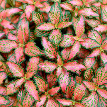 Fittonia ‘Jungle Flame’