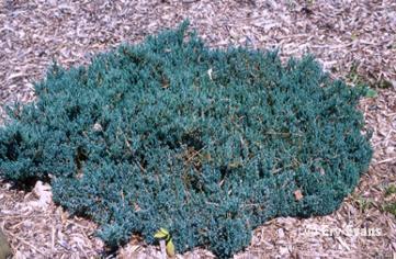 Creeping Juniper Blue Forest (Juniperus horizontalis) - Ladybird Nursery
