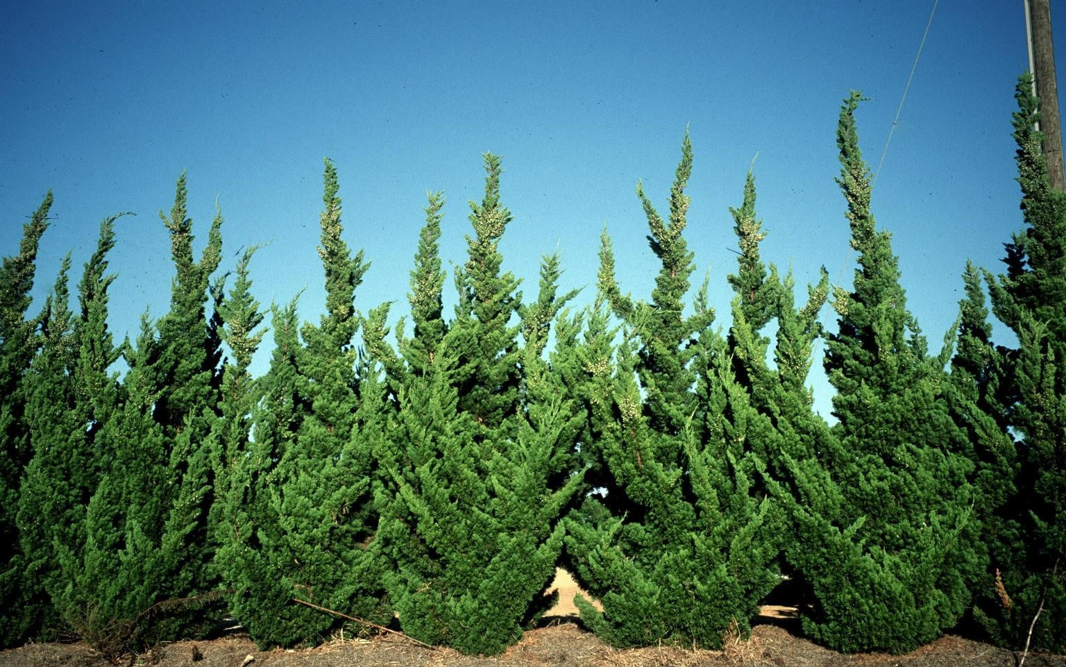 Chinese Juniper Blue Alps (Juniperus chinensis)