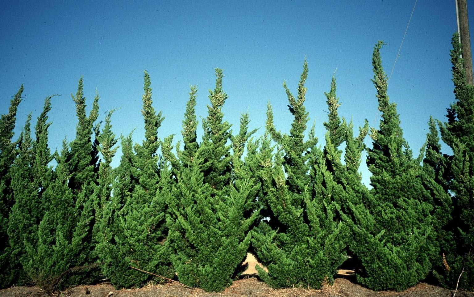 Chinese Juniper Blue Alps (Juniperus chinensis) - Ladybird Nursery