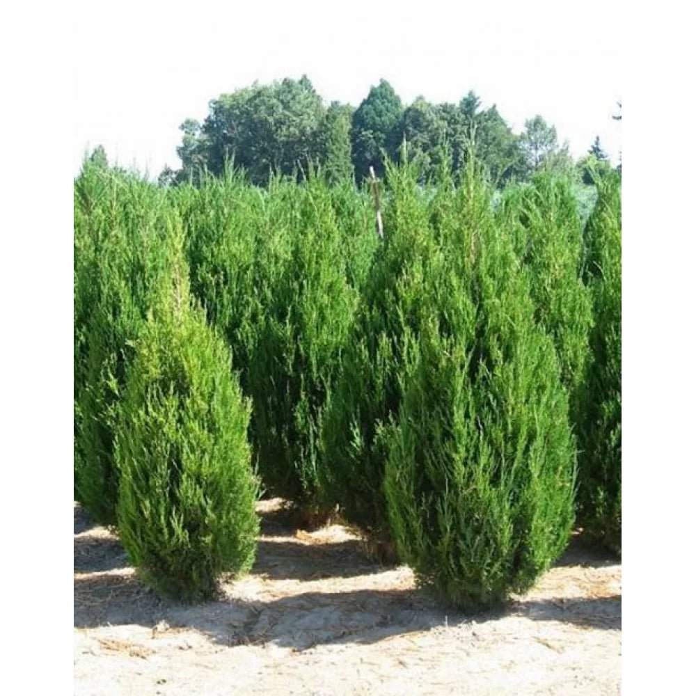 Spartan Conifer (Juniperus chinensis) Advanced size 45Ltr (PICK UP ONLY) - Ladybird Nursery