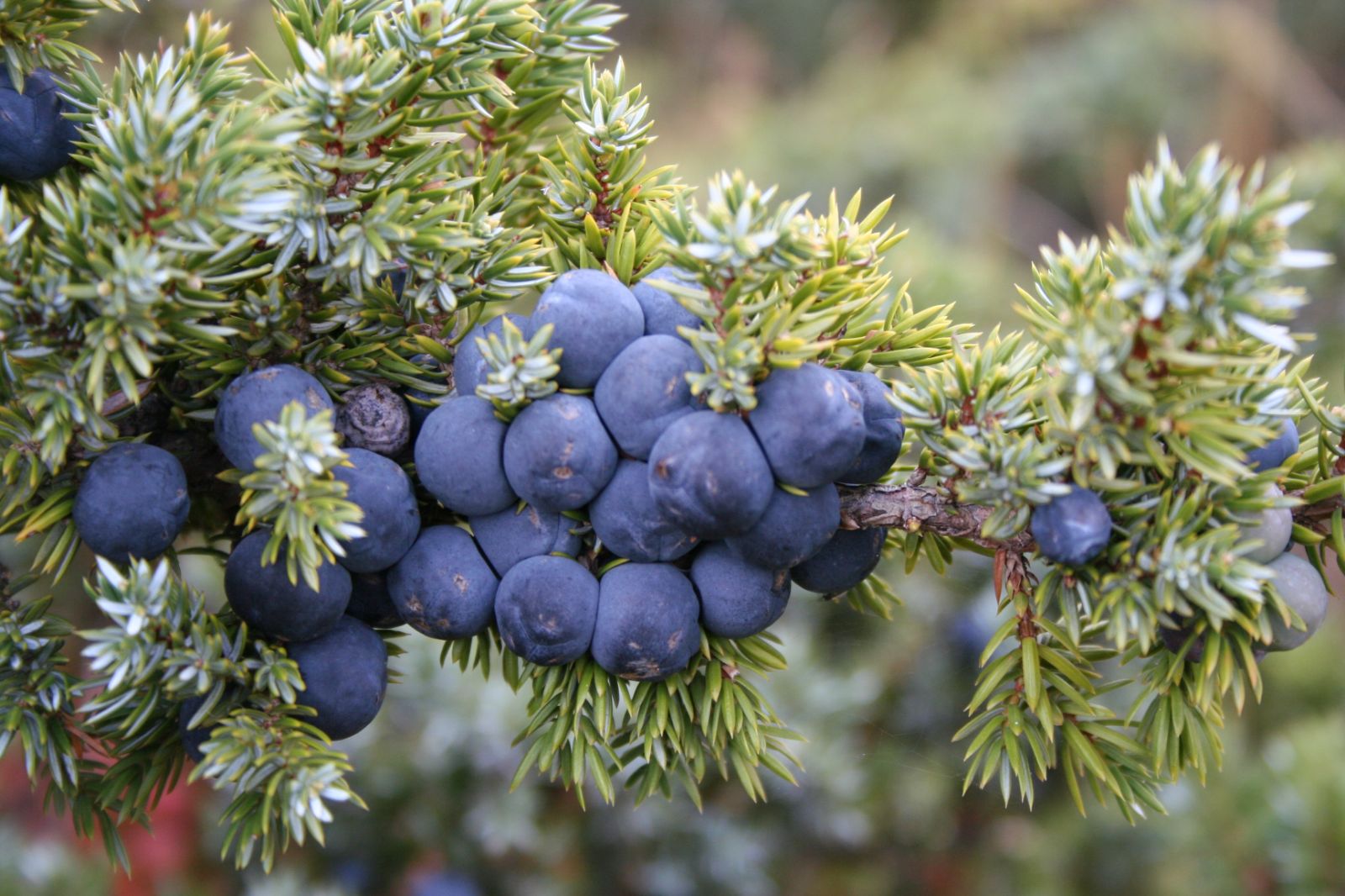 Common Juniper Berry (Juniperus communis) - Ladybird Nursery