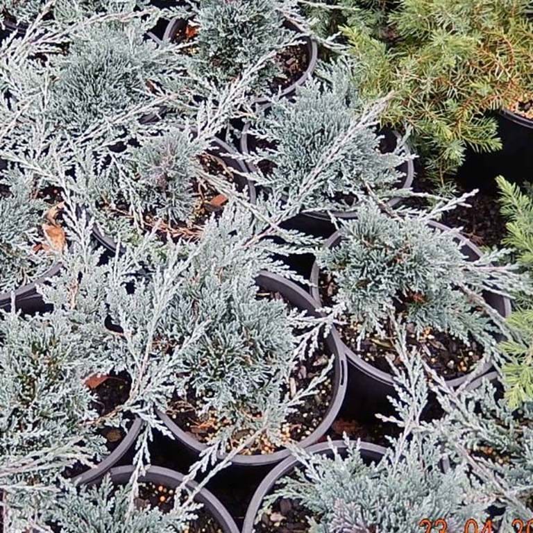 Creeping Juniper Icee Blue (Juniperus horizontalis)