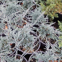 Creeping Juniper Icee Blue (Juniperus horizontalis)
