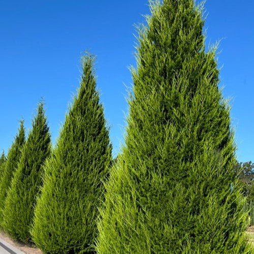 Eastern Red Cedar Spartan (Juniperus virginiana) - Ladybird Nursery