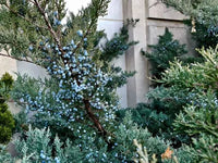 Eastern Red Cedar Grey Owl (Juniperus virginiana) - Ladybird Nursery