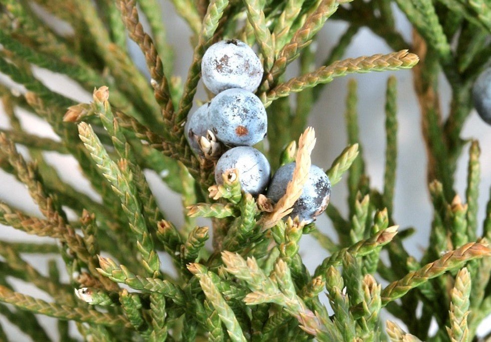 Eastern Red Cedar Skyrocket (Juniperus virginiana) - Ladybird Nursery