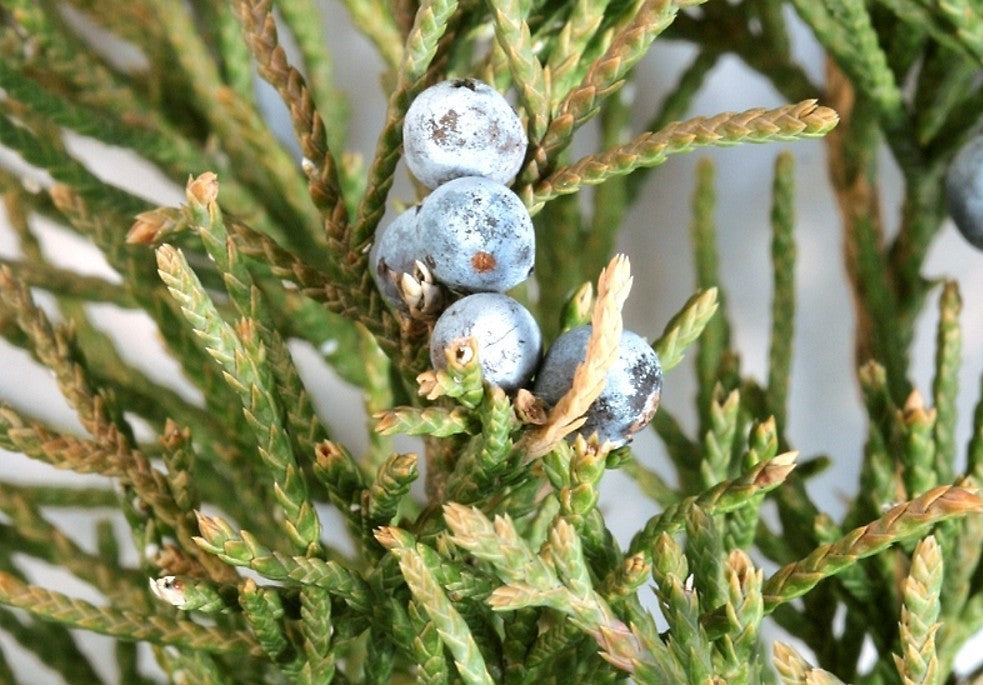 Eastern Red Cedar Skyrocket (Juniperus virginiana)