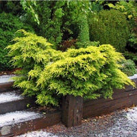 Chinese Juniper media Dandelight (Juniperus x) - Ladybird Nursery