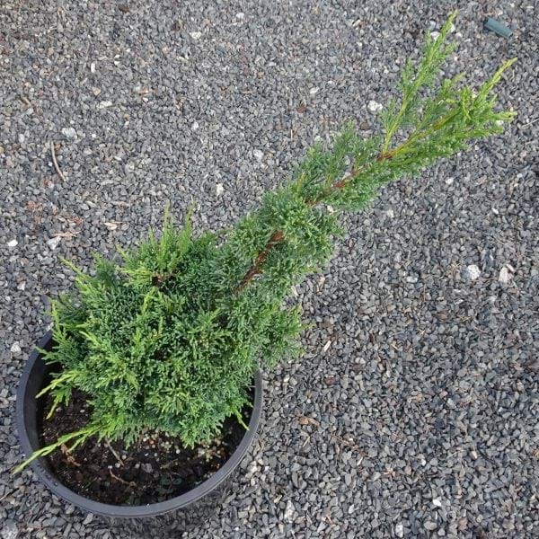 Chinese Juniper media Shimpaku (Juniperus x) - Ladybird Nursery