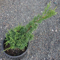 Chinese Juniper media Shimpaku (Juniperus x)