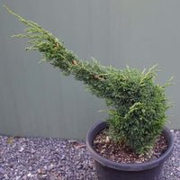 Chinese Juniper Shimpaku Bonsai Starter (Juniperus chinensis) - Ladybird Nursery