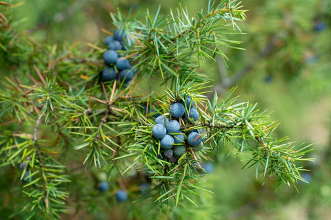 Common Juniper Berry (Juniperus communis)
