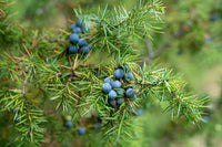 Common Juniper Berry (Juniperus communis)