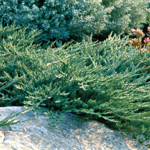 Creeping Juniper Blue Rug (Juniperus horizontalis) - Ladybird Nursery