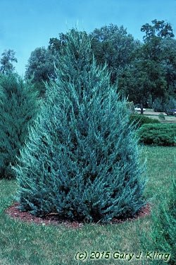 Rocky Mountain Juniper Blue Heaven (Juniperus scopulorum) - Ladybird Nursery