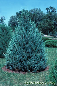 Rocky Mountain Juniper Blue Heaven (Juniperus scopulorum)