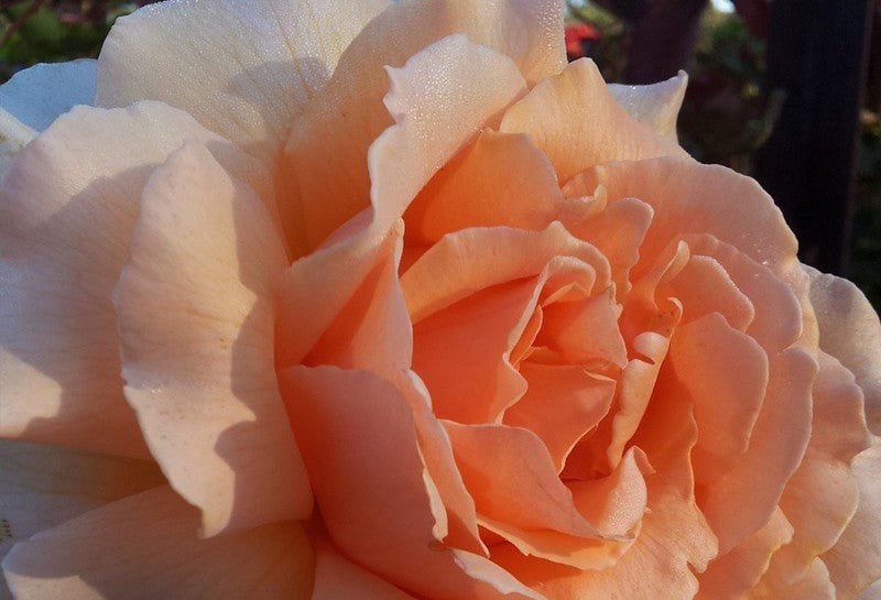 Rose Just Joey (Rosa) - Ladybird Nursery