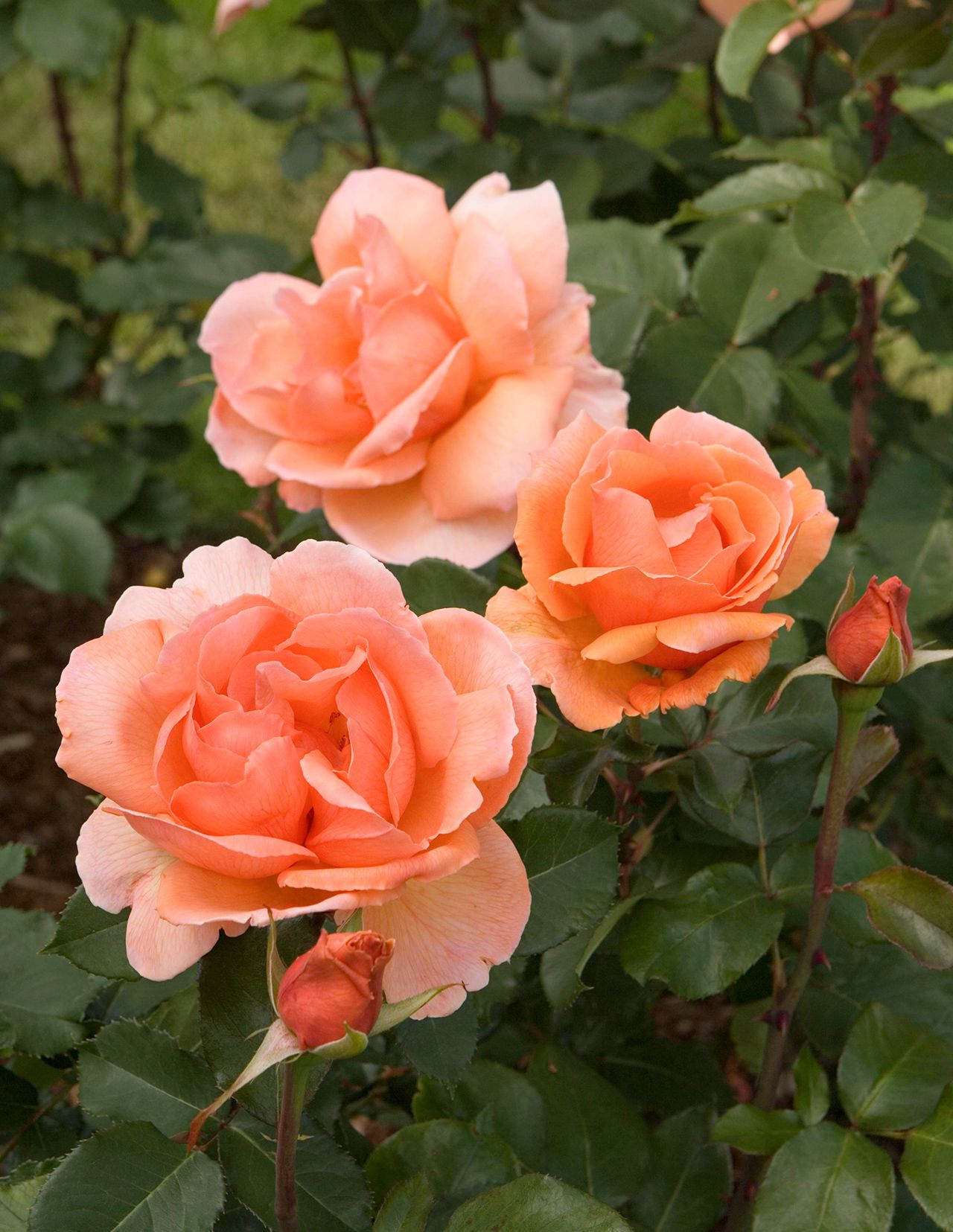 Rosa Terrazza® Fragrance Dusty Pink (Rosa) - Ladybird Nursery