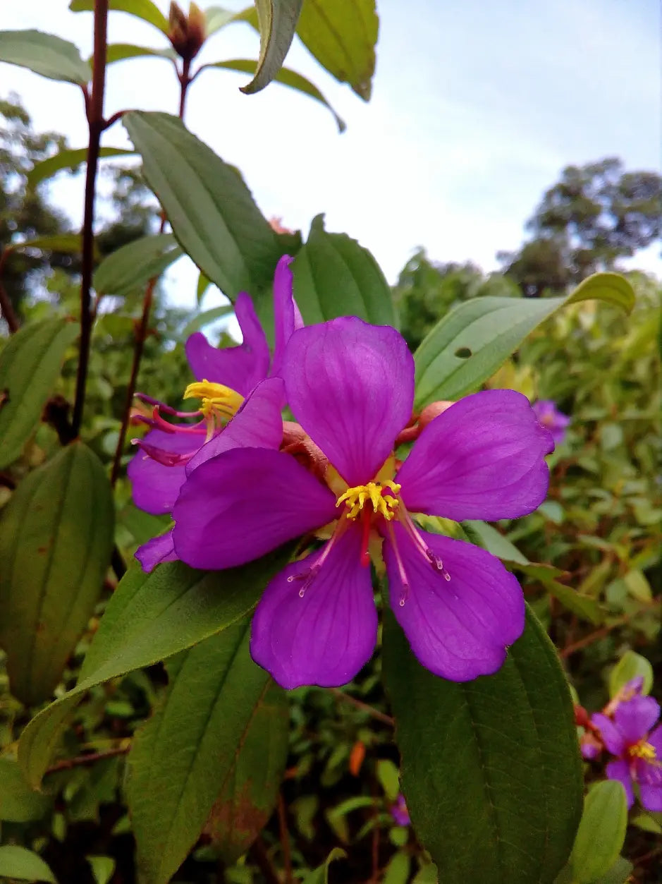 Indian Rhododendron (Melastoma malabathricum)