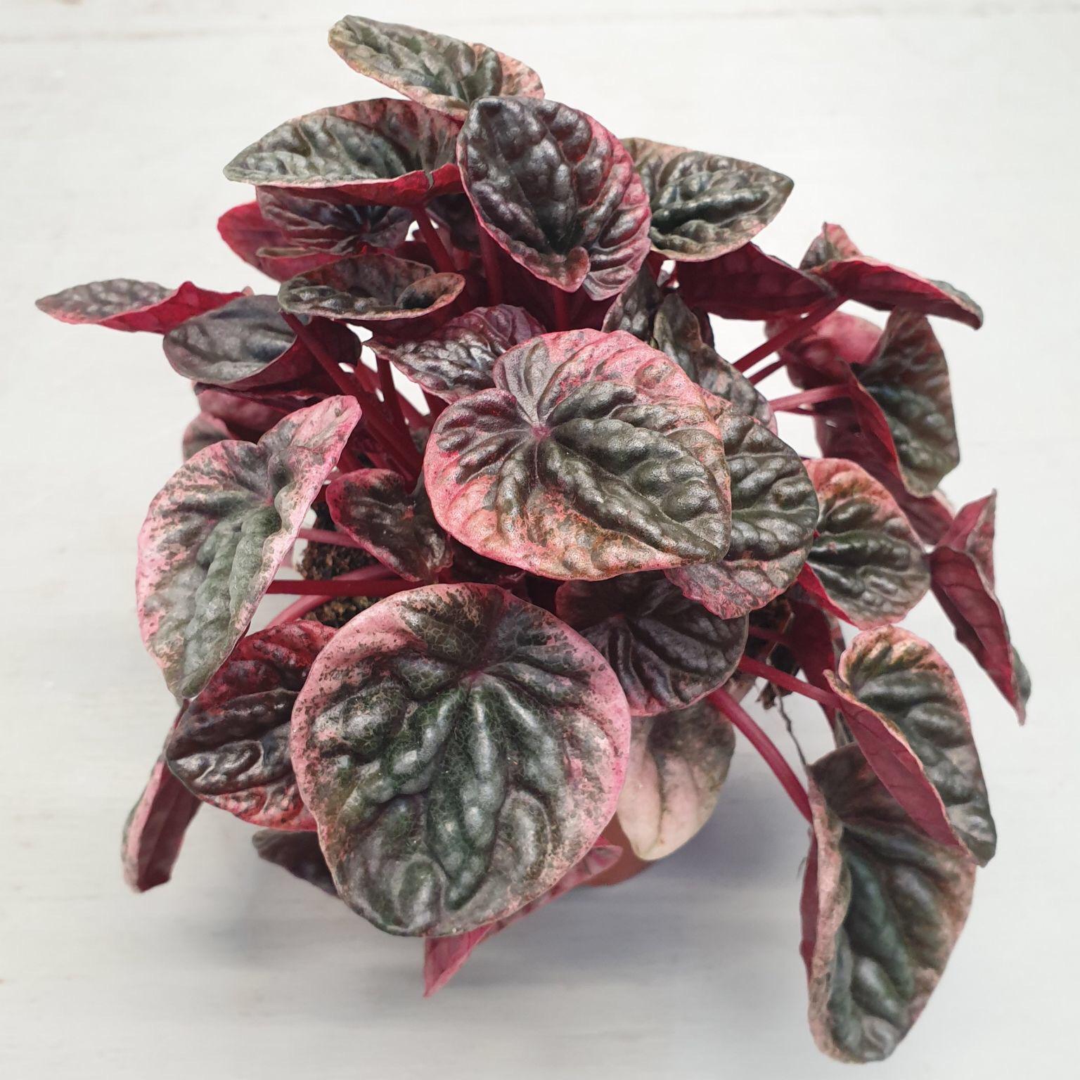 Peperomia Pink Lady Ripple (Peperomia caperata) - Ladybird Nursery